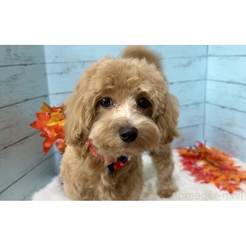 成約済の埼玉県のマルプー:マルチーズ×トイプードル-379783の10枚目