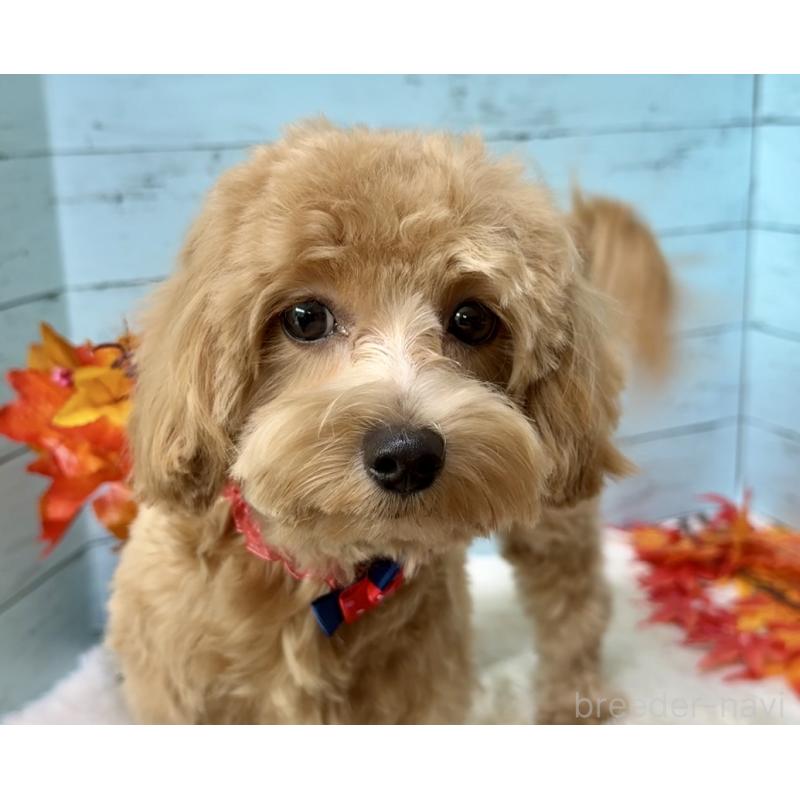 成約済の埼玉県のマルプー:マルチーズ×トイプードル-379783の9枚目