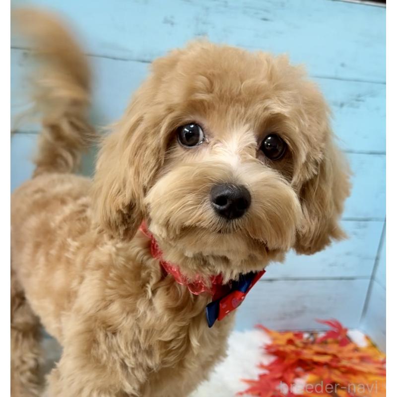 成約済の埼玉県のマルプー:マルチーズ×トイプードル-379783の8枚目