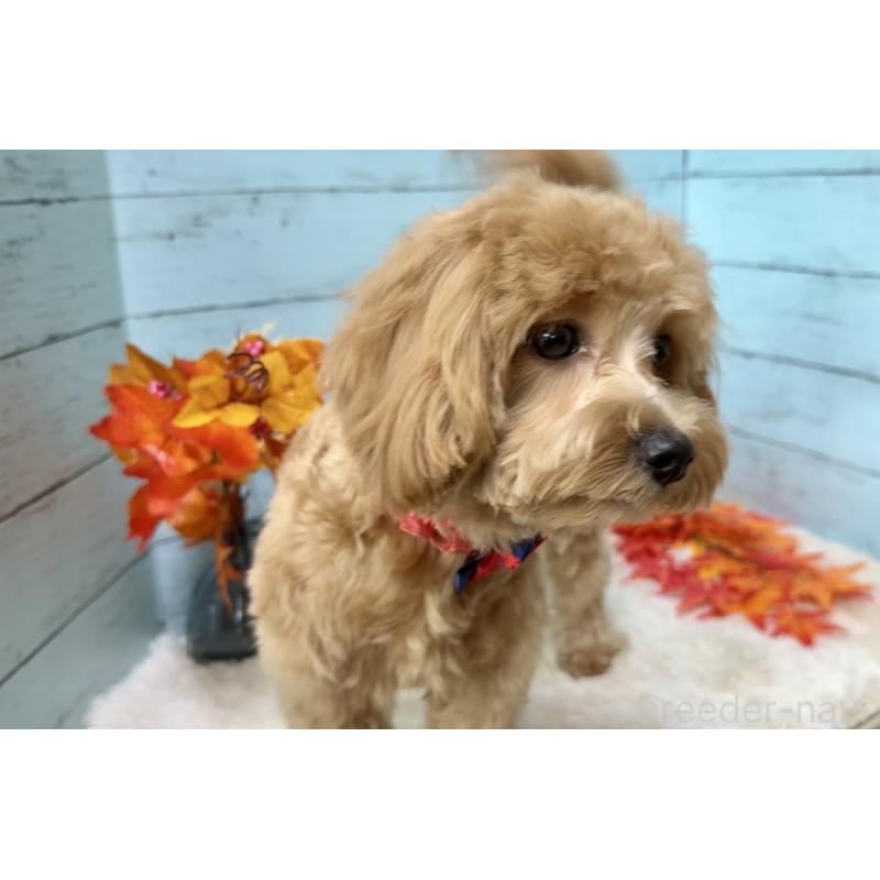 成約済の埼玉県のマルプー:マルチーズ×トイプードル-379783の7枚目