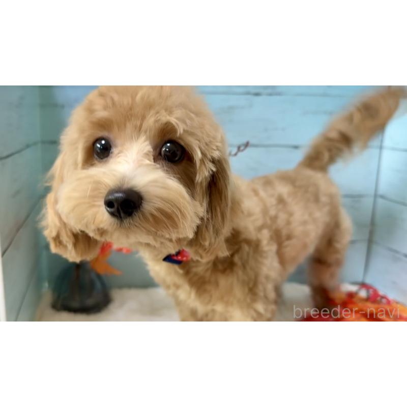 成約済の埼玉県のマルプー:マルチーズ×トイプードル-379783の6枚目