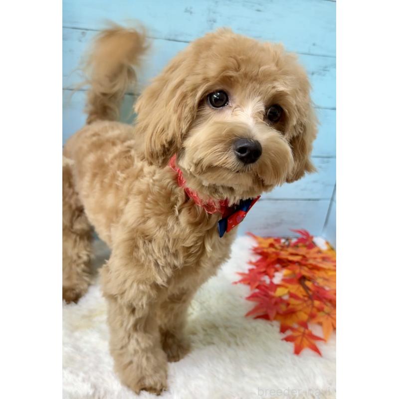 成約済の埼玉県のマルプー:マルチーズ×トイプードル-379783の5枚目