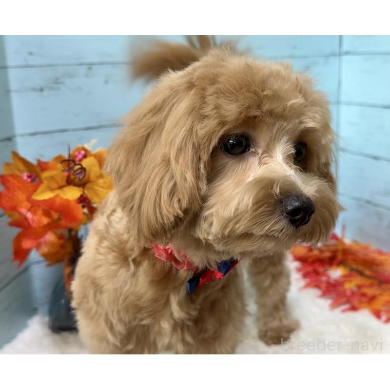 成約済の埼玉県のマルプー:マルチーズ×トイプードル-379783の4枚目