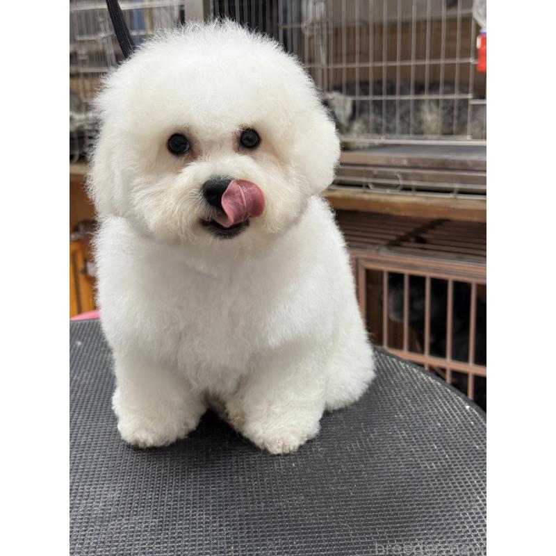 販売中の栃木県のビションフリーゼ-407200の10枚目