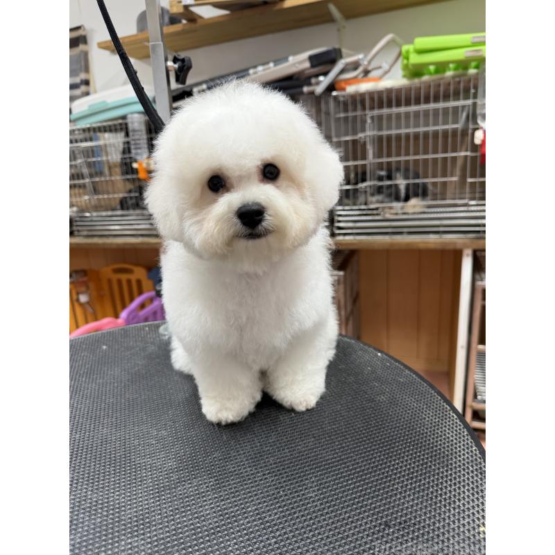 販売中の栃木県のビションフリーゼ-407200の9枚目