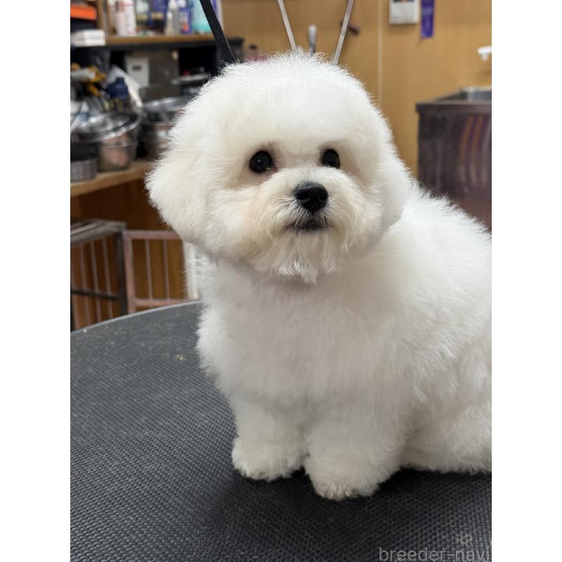 販売中の栃木県のビションフリーゼ-407200の8枚目