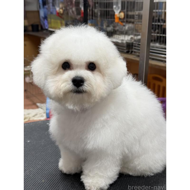 販売中の栃木県のビションフリーゼ-407200の7枚目