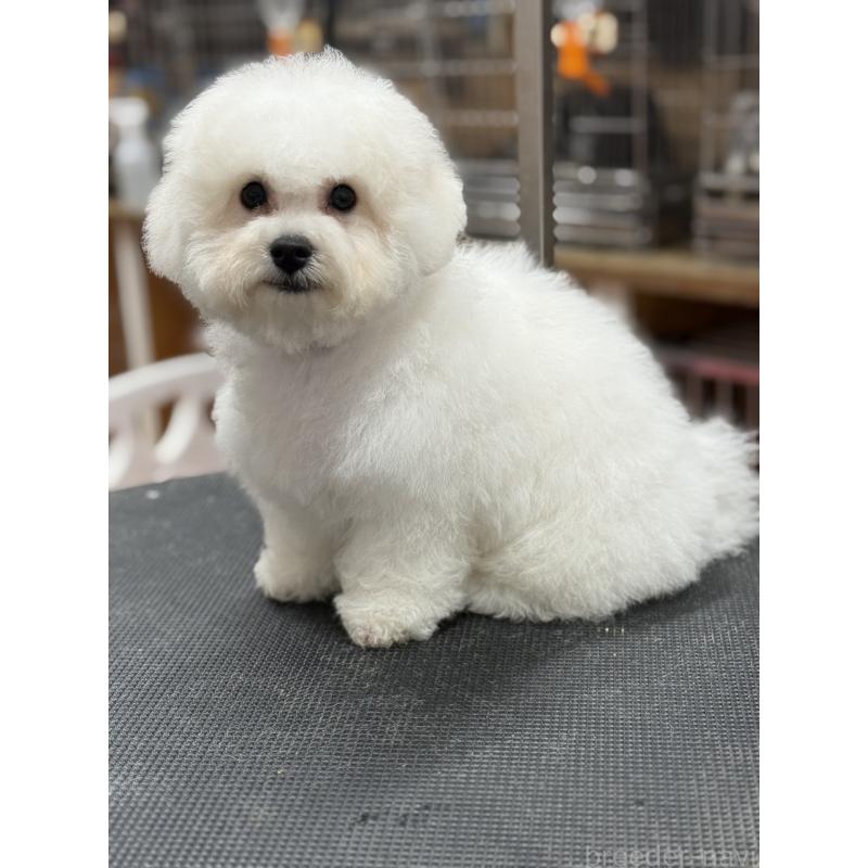 販売中の栃木県のビションフリーゼ-407200の6枚目