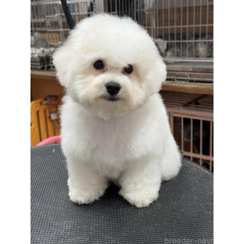 販売中の栃木県のビションフリーゼ-407200の5枚目