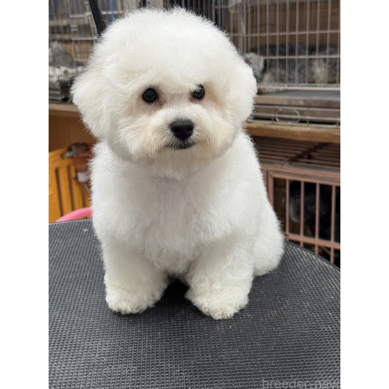 販売中の栃木県のビションフリーゼ-407200の4枚目