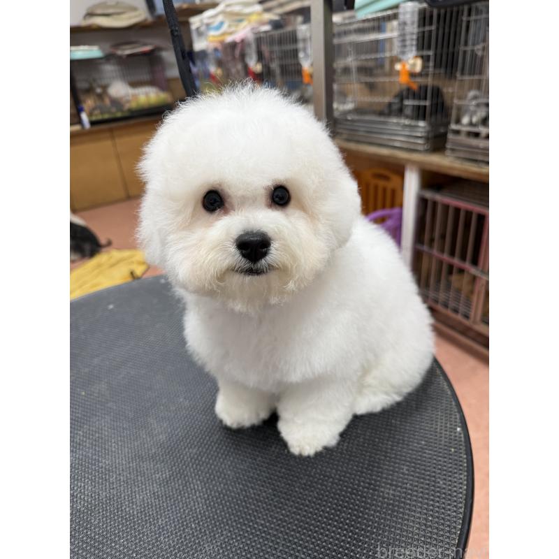 販売中の栃木県のビションフリーゼ-407200の3枚目