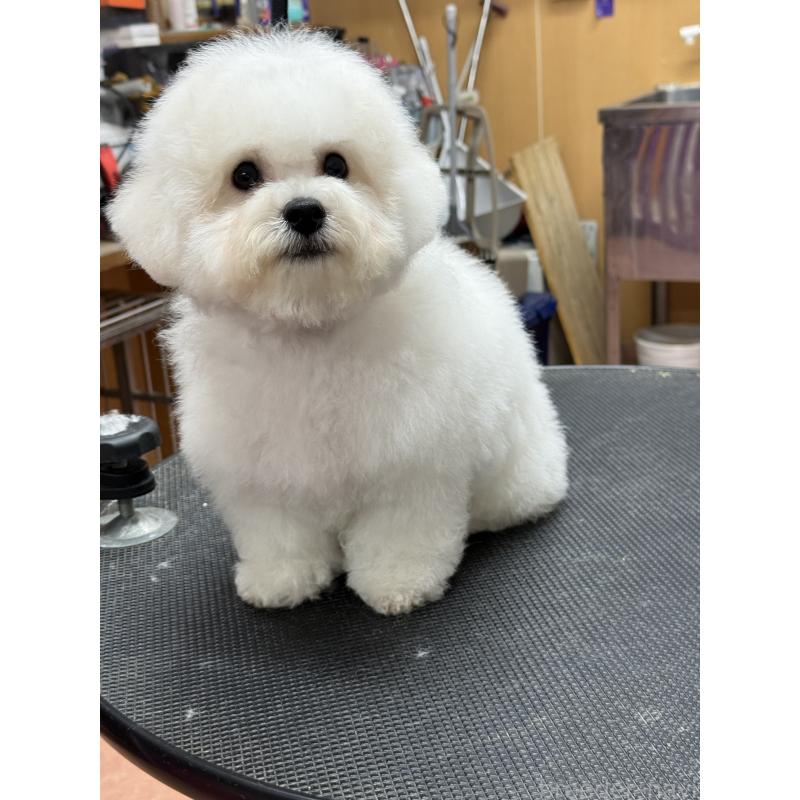 販売中の栃木県のビションフリーゼ-407200の2枚目