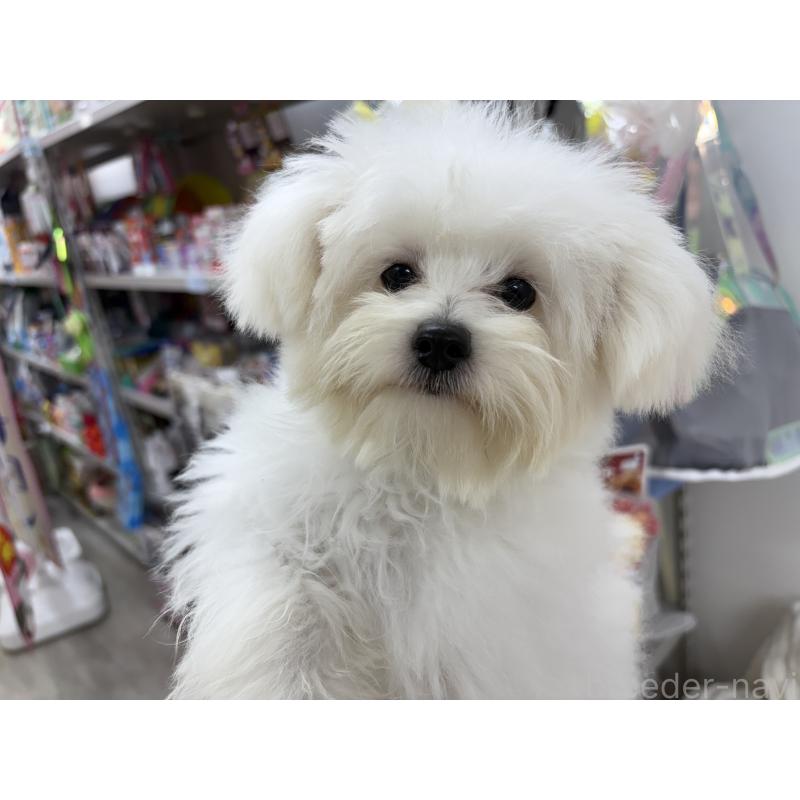 成約済の東京都のポメプー:ポメラニアン×トイプードル-392351の1枚目