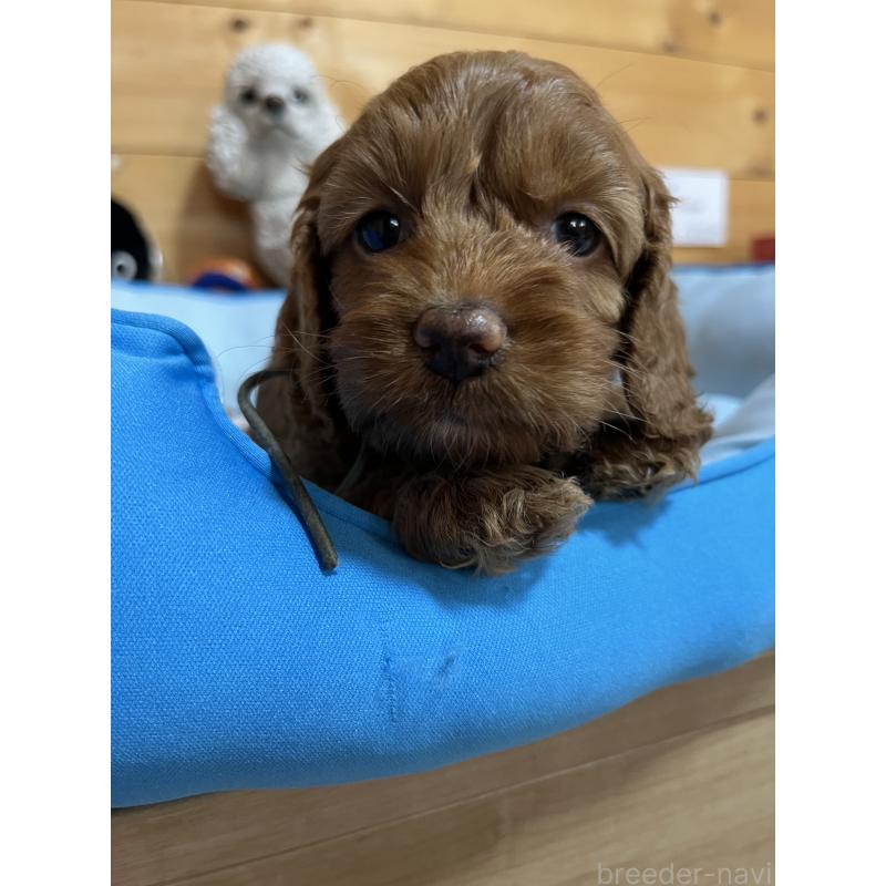 成約済の埼玉県のコッカプー:アメリカンコッカースパニエル×トイプードル-420365の3枚目