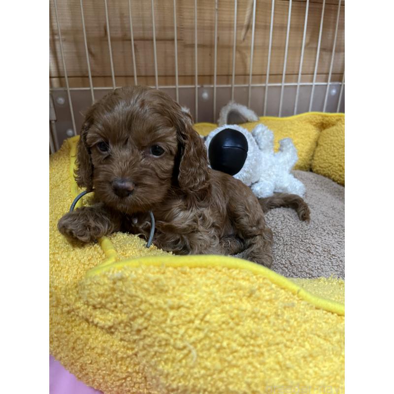 成約済の埼玉県のコッカプー:アメリカンコッカースパニエル×トイプードル-420365の2枚目