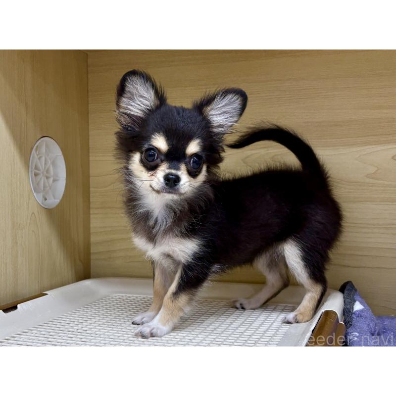 販売中の東京都のチワワ(ロングコート)-409399の6枚目