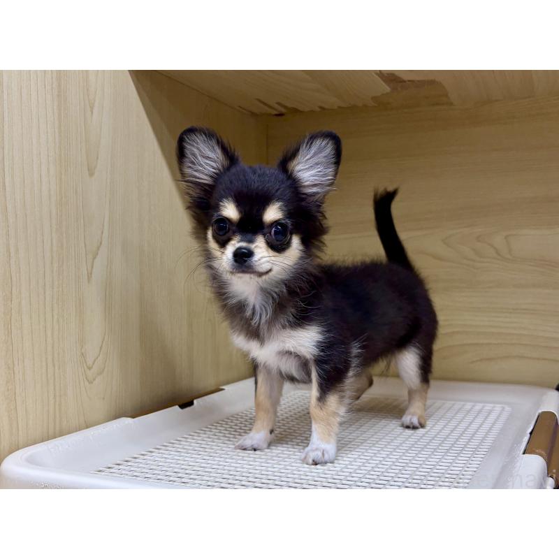 販売中の東京都のチワワ(ロングコート)-409399の5枚目