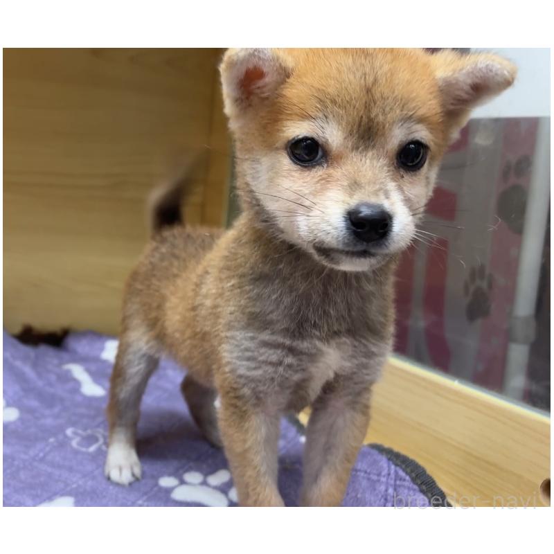 販売中の東京都の豆柴-413666
