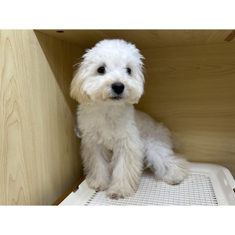 販売中の東京都のトイプードル-398433の6枚目