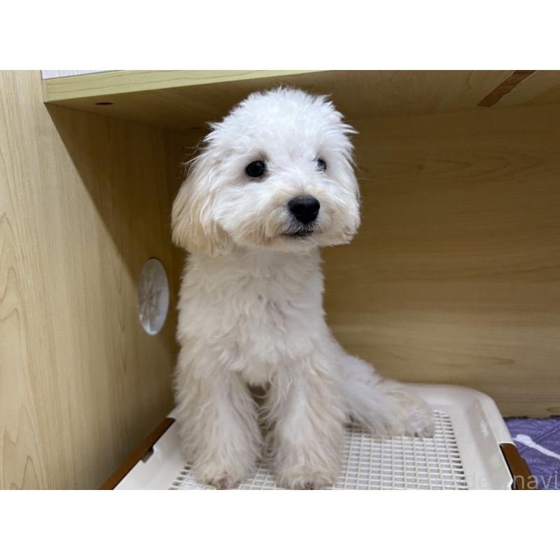 販売中の東京都のトイプードル-398433の5枚目