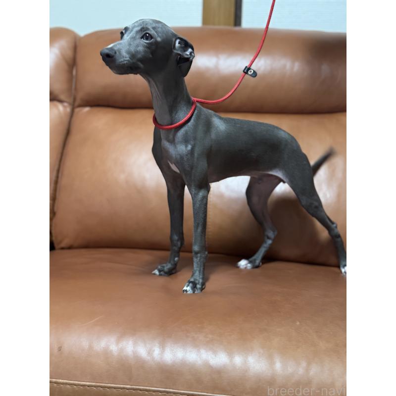 成約済の千葉県のイタリアングレーハウンド(イタグレ)-407614の3枚目