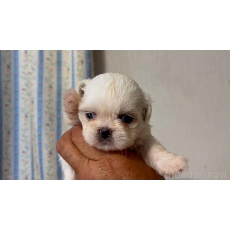 販売中の岡山県のミックス犬-418758の15枚目