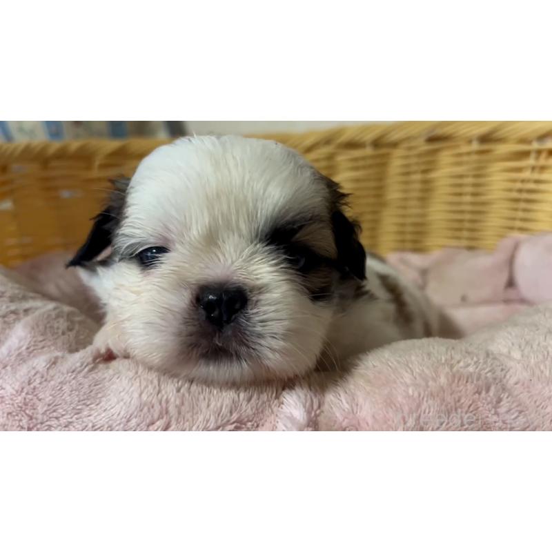 販売中の岡山県のミックス犬-418757の12枚目