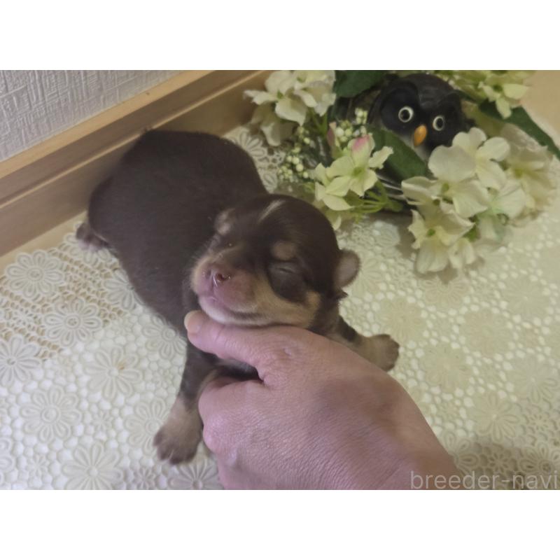 販売中の広島県のチワワ(ロングコート)-420878の11枚目