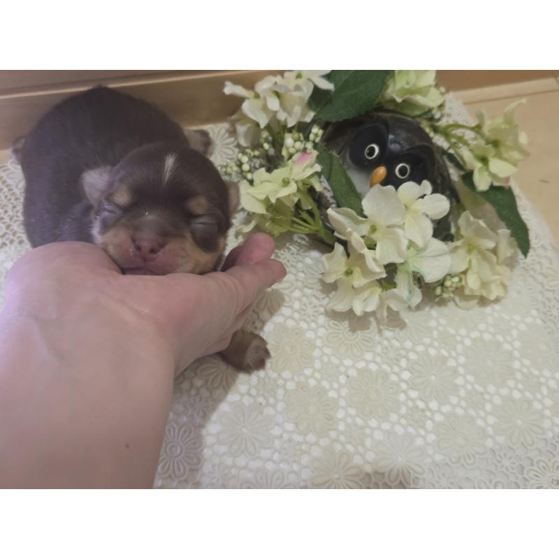 販売中の広島県のチワワ(ロングコート)-420878の8枚目