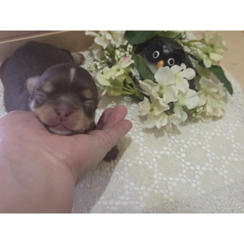 販売中の広島県のチワワ(ロングコート)-420878の6枚目