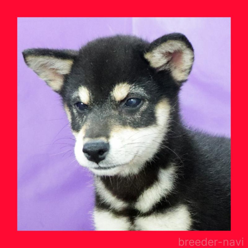 販売中の愛知県の柴犬-403383