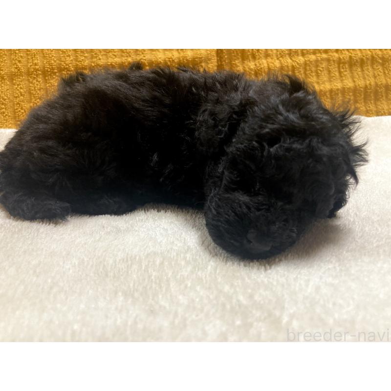 成約済の埼玉県のトイプードル-419646の7枚目