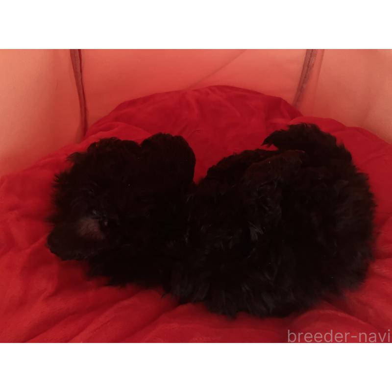 成約済の埼玉県のトイプードル-419646の6枚目