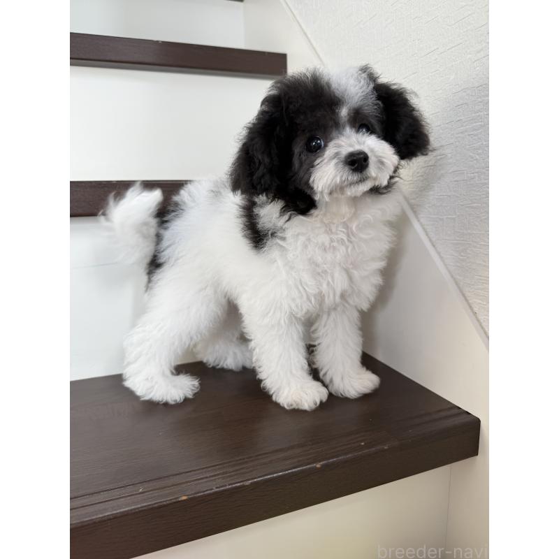 販売中の大阪府のタイニープードル-414032の8枚目