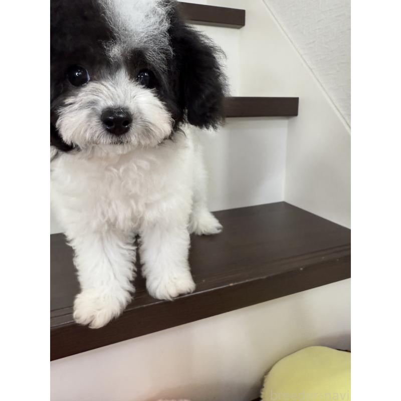 販売中の大阪府のタイニープードル-414032の7枚目