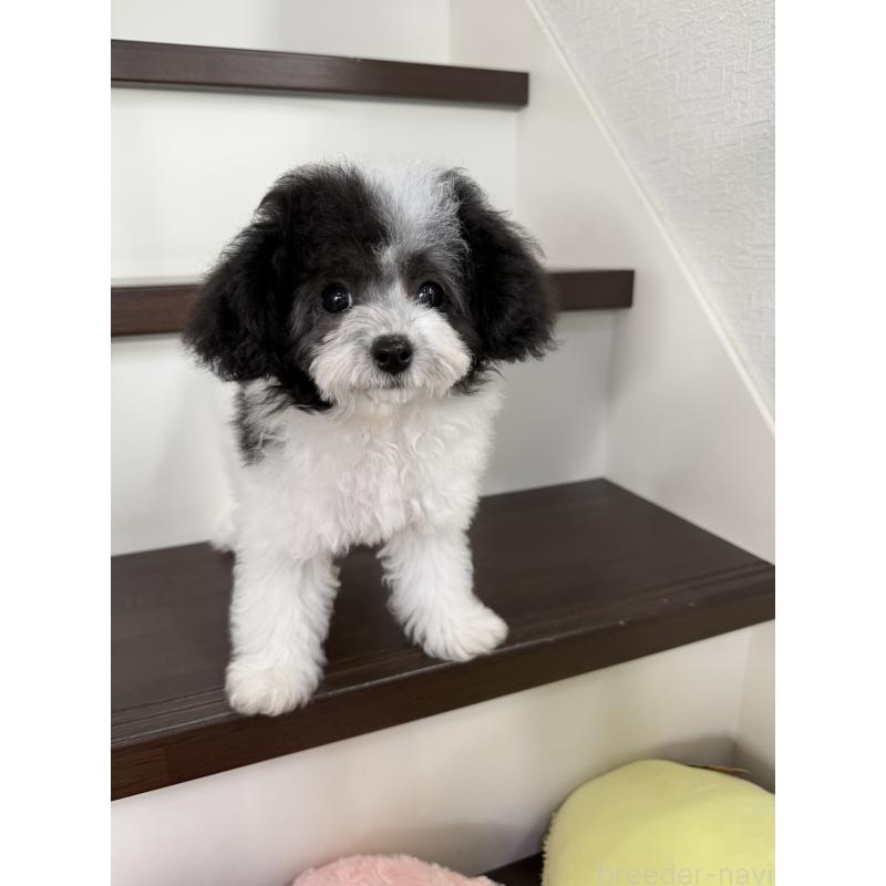 販売中の大阪府のタイニープードル-414032の6枚目
