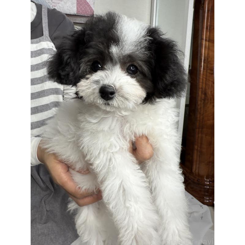 販売中の大阪府のタイニープードル-414032の5枚目