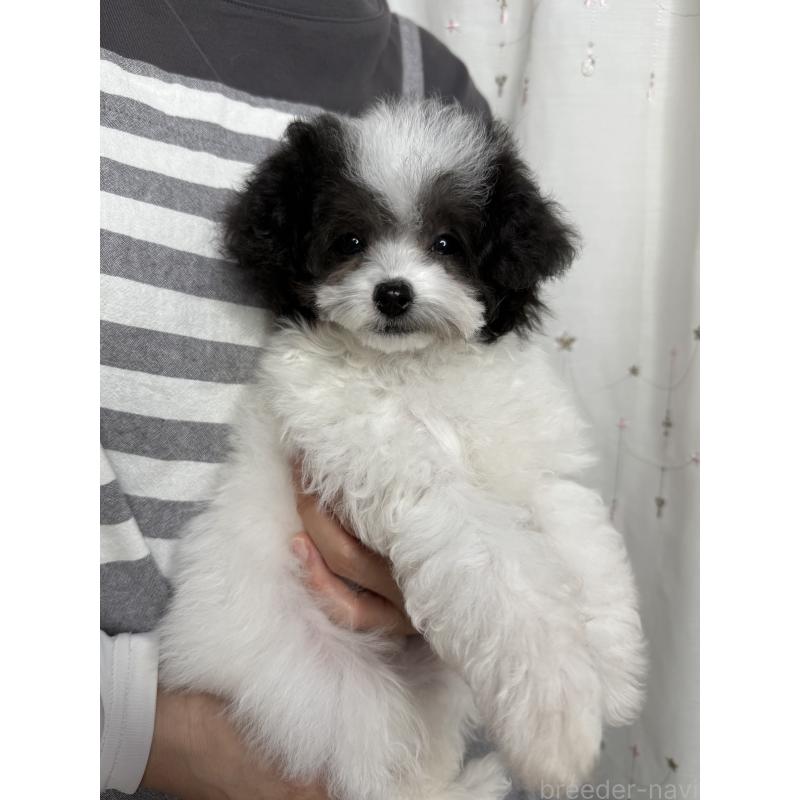 成約済の大阪府のティーカッププードル-414031の2枚目