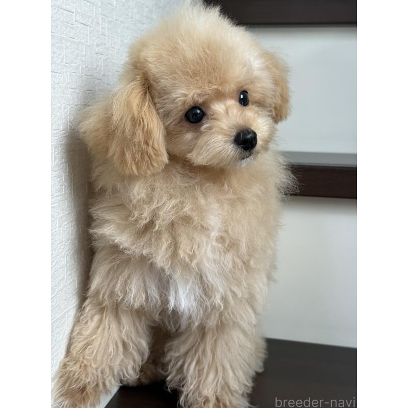 成約済の大阪府のタイニープードル-405628の2枚目