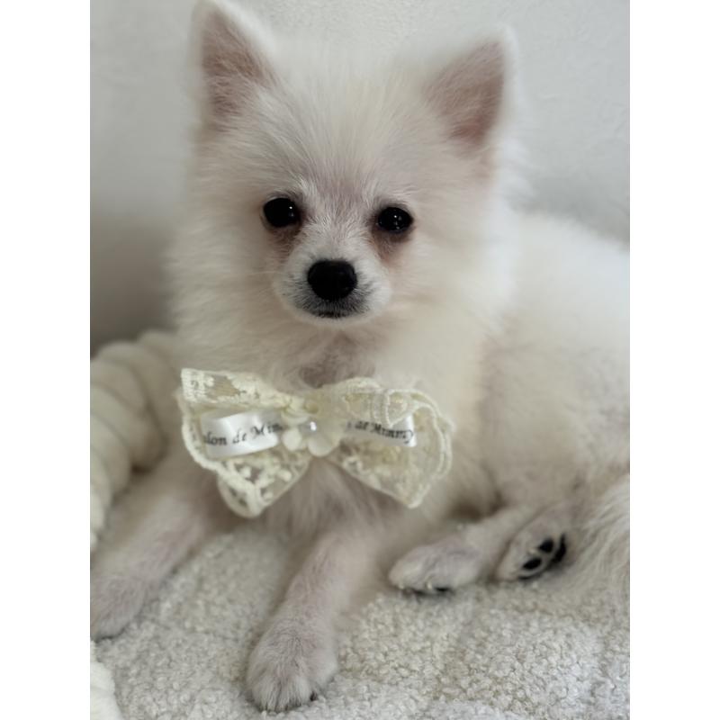 成約済の埼玉県のポメラニアン-404115の2枚目