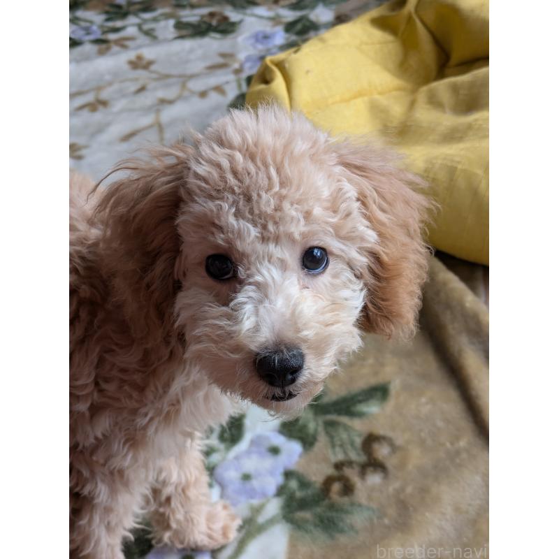 販売中の千葉県のトイプードル-405159の2枚目