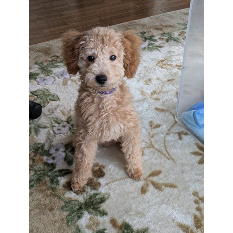 販売中の千葉県のトイプードル-405158の3枚目