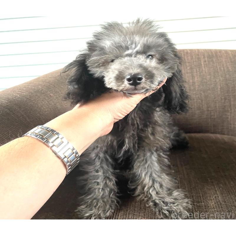 販売中の大阪府のタイニープードル-406784
