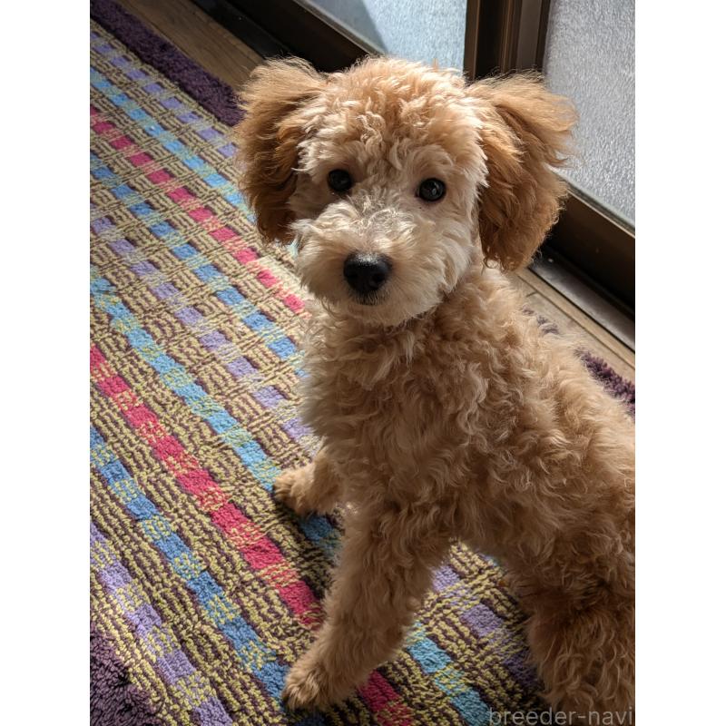 販売中の千葉県のトイプードル-405158の2枚目