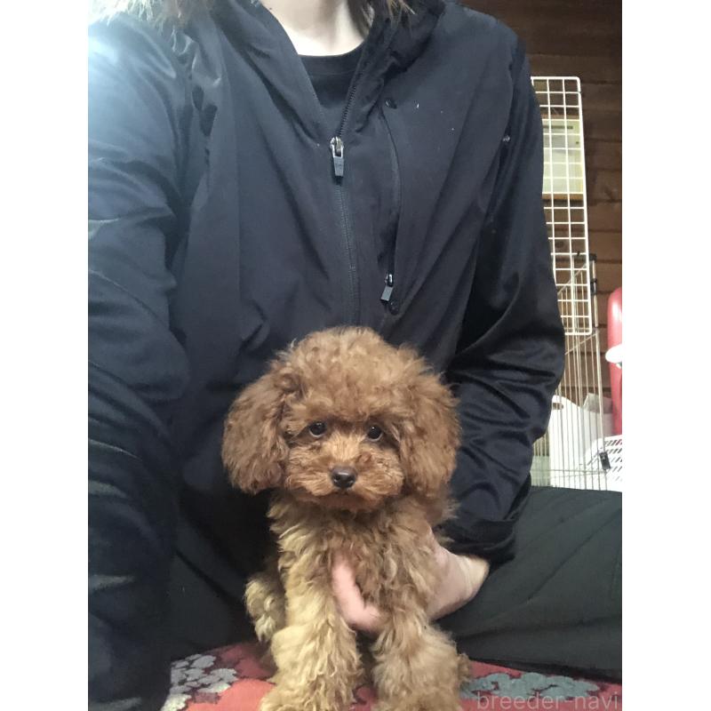 販売中の兵庫県のトイプードル-413436の12枚目