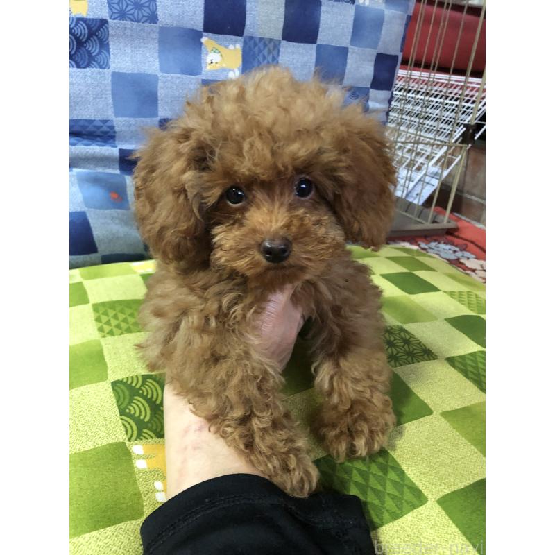 販売中の兵庫県のトイプードル-413436の11枚目