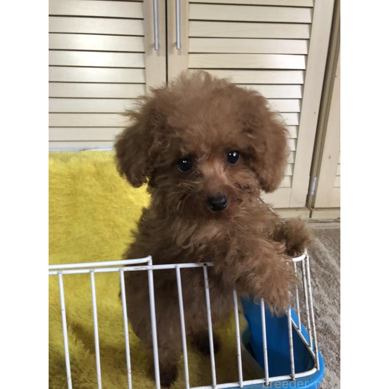 販売中の兵庫県のトイプードル-413437の15枚目