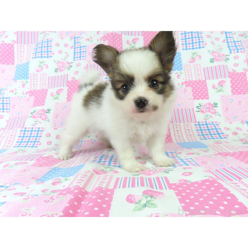 成約済の千葉県のパピヨン-418487の14枚目