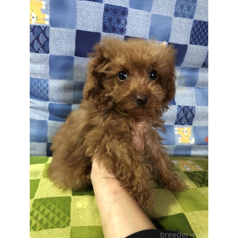 販売中の兵庫県のトイプードル-413442の12枚目