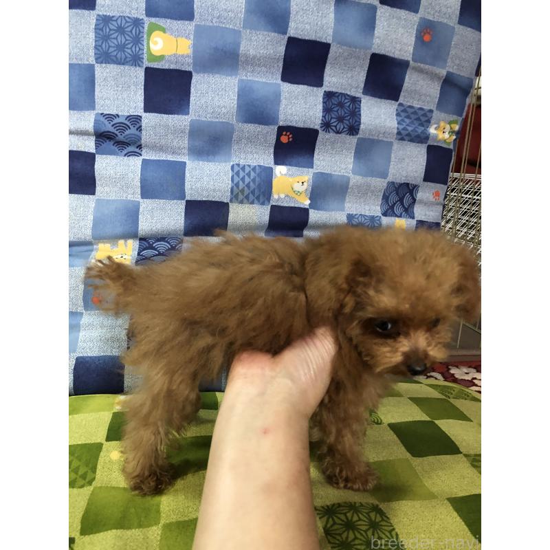 成約済の兵庫県のトイプードル-413445の9枚目